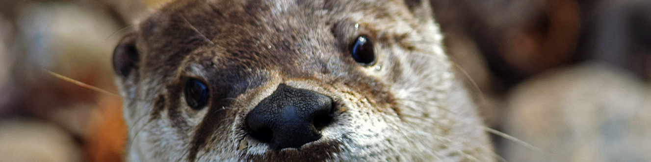 otter